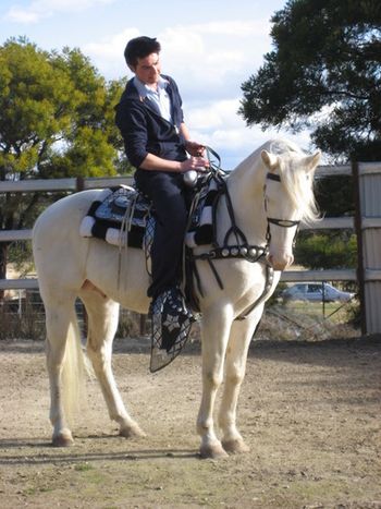 Colonel Wicked Cremello Stallion. Wicked is based in Goulburn NSW with his new (and last) owner Gary. He looks a treat in all that silver. Wicked's page........
