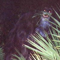 PAD Ep. 14 Urban Legend- Florida Skunk Ape