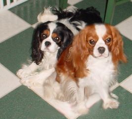 Lucy's Sire "Deacon" and dam "Kelly"
