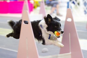 Orion A Splash of Black Flurry FMCH CL2-S CL2-H CL2-F ETD - Nikko - lives in MD with Chelsea Singer. He competes in Flyball and Agility.  His fastest time in Flyball is 3.97
