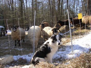 Tucker - lives in CT on a sheep farm with
