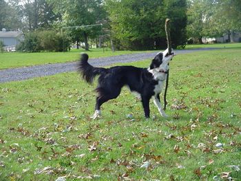 MacGraw - lives in PA with the family. He is a great companion.
