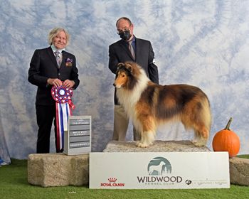 Christoff winning the Collie Club Of Canada Regional Specialty Best of Variety
