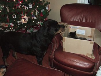 This does not look like a tree ornament, Mom....cat's in the box!
