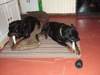 The girls, Raven and Jade, enjoying a good chew side by side.
