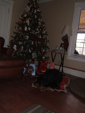 Baron guarding the tree or maybe it's the chew bones under the tree
