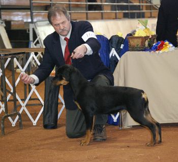 1st show, Bible Hill, NS - March 2008. (6 months old)
