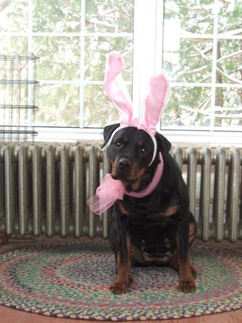 Jade also makes a cute Easter Bunny, although I'm thinking she's not too happy with the ears...hmmmm
