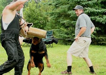 Schutzhund training - protection - want the sleeve, you have to work for it
