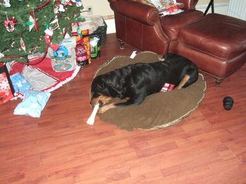 Carley with her new bone & bed!
