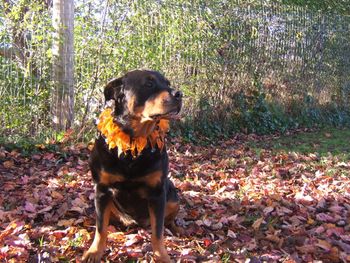 Carley in her fall finery
