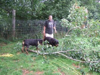 Rogue and Baron helping John limb trees in advance of Hurricane Irene.
