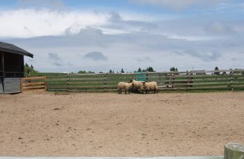 Sheep in the paddock at the Herding Instint Test at Blue Rocks, Lunenburg Co., NS
