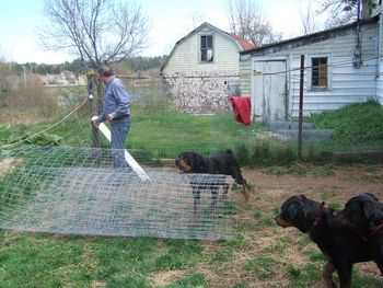 Baron helping John roll out the fencing...
