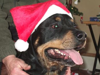 Our big boy Baron all decked out in his Santa hat
