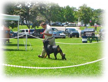 Baron take BOB at the CFC Rottweiler Specialty, Oromocto,NB, 2006
