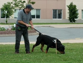 Schutzhund training - tracking
