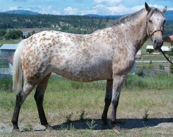 This photo of Tina is courtesy of Erin Putnam of the Wheel R Ranch http://www.geocities.com/gottalottasmoke/ where they have some great Quarter Horses for sale too!
