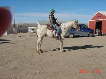 VANS GOLDEN ACE Sire of our broodmare Gold Ace Heartbreak. Picture used with permission of Wind River Appaloosa Ranch, Marvin and Karen Smyser, Riverton, Wyoming http://www.windriverappaloosa.com/ where they also have more great foundation Appaloosas for sale!

