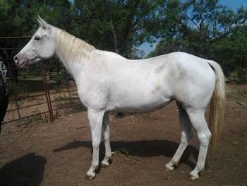 SOLD * SHADOS EASTER BONNET  Foaled 3/15/08  Filly  Sire: A Glimpz of Shado  Dam: White Fire Legacy** Bonnet is a fairly tall mare with a lovely floating stride.  She is thin skinned, like an Arabian, and handles the heat well. She's a bit of a handful with lots of heart and personality.
