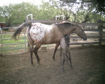 SOS DELICATE THUNDER (AKA Dizzy)  Foaled 4/22/09  Filly  Sire: Bit O Thunder  Dam: One O One Delight ** Baby Dizzy is an adorable line back dun. At the moment she is solid except for one white spot on her forehead that looks like a fan or a seashell.
