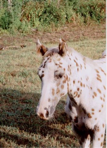 LUCKI'S CINNAMON GIRL  Foaled May 2005  Filly  Sire: Lucki Macho Sparki  Dam: Rebel's Foxi Heart  87% FPD  Cinnamon is lovely leopard and a granddaughter of Sully Rebel Star, she is FPD and can be traced back to Sundance. She has a very sweet and loving personality and a very calm disposition.
