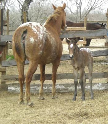 SHADOS LIL SWEETHART  Foaled 2/14/08  Filly  Sire: A Glimpz of Shado  Dam: Gold Ace Heartbreak ** Some women get flowers for Valentine's Day, some women get candy, some women get jewels - I get horses! and couldn't be happier! Isn't she adorable?
