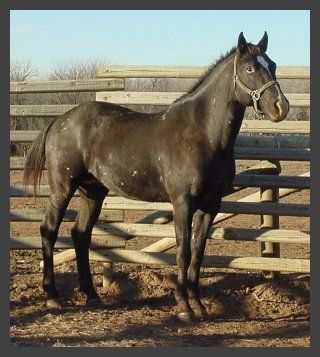 BIT O THUNDER half brother to our stallion, Shado, is also the sire of Bit O Pebbles on our Youngsters page. He is FPD eligible. Photo courtesy of Buzzards Roost Paloose in Kansas.
