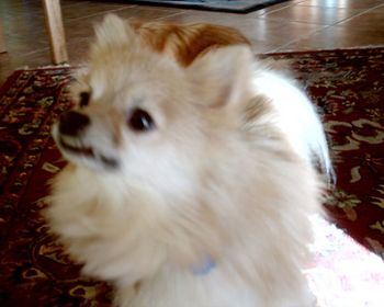 Here is Rascal, our rescue Pomeranian. He only weighs about 8 pounds and is the littlest member of the family, but he makes up for his size in his voice.
