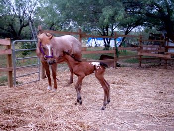 Here is Glory with her first foal, Shado's Red Hot Hanna, born May 2007. Glory and Shado gave us better foal than we had hoped, and we look forward to many more from this pairing.
