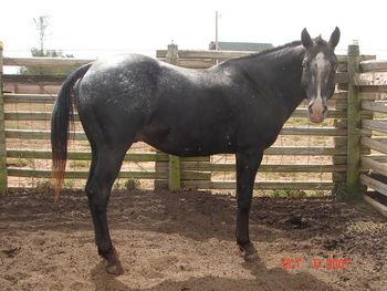 Newer photo of Bit O Thunder taken fall of 2007 at 15 years old. Photo courtesy of Buzzards Roost Paloose.
