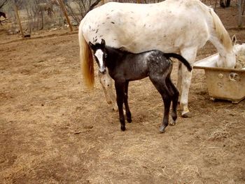 SHADOS EASTER BONNET  Foaled 3/15/08  Filly  Sire: A Glimpz of Shado  Dam: White Fire Legacy** Bonnet stayed in there much longer than we expected and then surprised us with her early morning arrival. She has her daddy's pretty head and her momma's legs, she is going to be tall.
