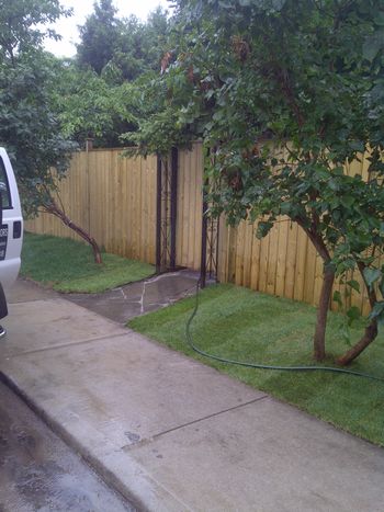 new sod after pulling out bushes and installing fence
