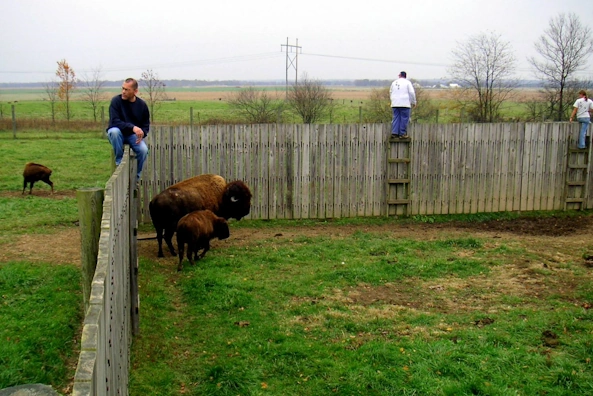 Wrangling bison