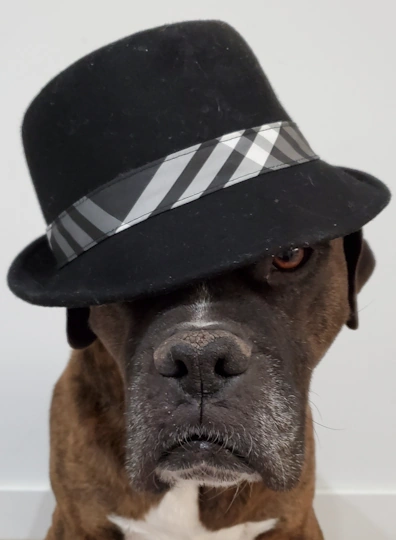 Boxer dog wearing a hat