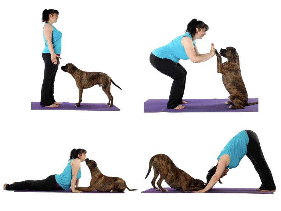 Dog yoga poses with onwer