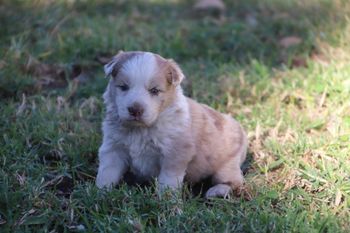 LITTER 2 - Chocolate Merle Sable Male
