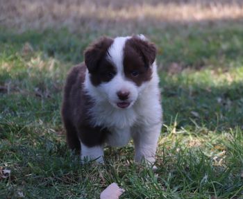 AVAILABLE LITTER 1 - Chocolate/White Male -
