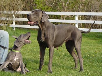 Afra and her puppy Ramzes, wish they were this size longer!!
