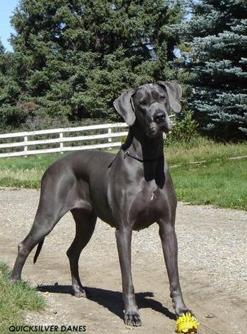 CH. QUICKSILVER EL LOCO BLU ANGEL, "Lucy" at 2 years of age
