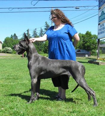 CH Tavernier's Purple Rain, "Rainey" at 3 years of age, Eddy's daughter
