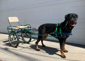 Rottweilers are natural at carting
