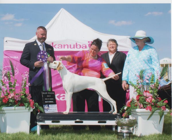 "Clara" American Pointer Club National Specialty Reserve Winners Bitch and Best Bred-By Exhibitor, 2015