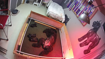 Whelping room cam...she thinks she's on a beach instead.
