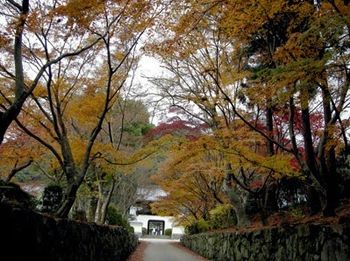 The slope between the riverside and the temple is called "Kotozaka," so named for the musical sounds that emanate from a small brook beside the path. The arching trees—a thicket of cherry, kerria, azalea, and maple— form a dense canopy overhead that changes colors with the seasons.
