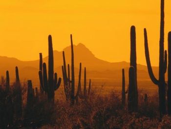 As you drive from California to Arizona, the distinctive saguaro cacti begin appearing immediately at the state border. They disappear again when you cross the border into New Mexico. How do they know?
