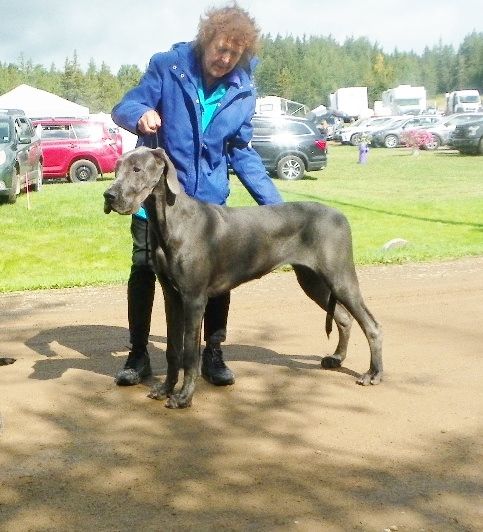 Ludo at her first show weekend. 2 best puppy in group . 5 BOB, 5 BPIB