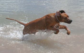 Bek enjoying a summer splash
