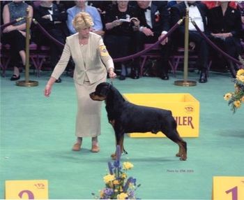 Derby's Dad JAVA winning BREED at WESTMINSTER
