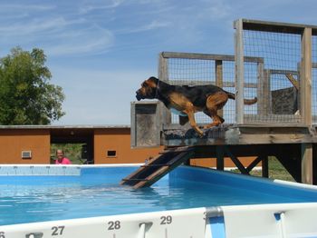 Off the dock at Canine Sports Center
